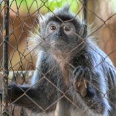 Tierquälerei für Klicks im Internet