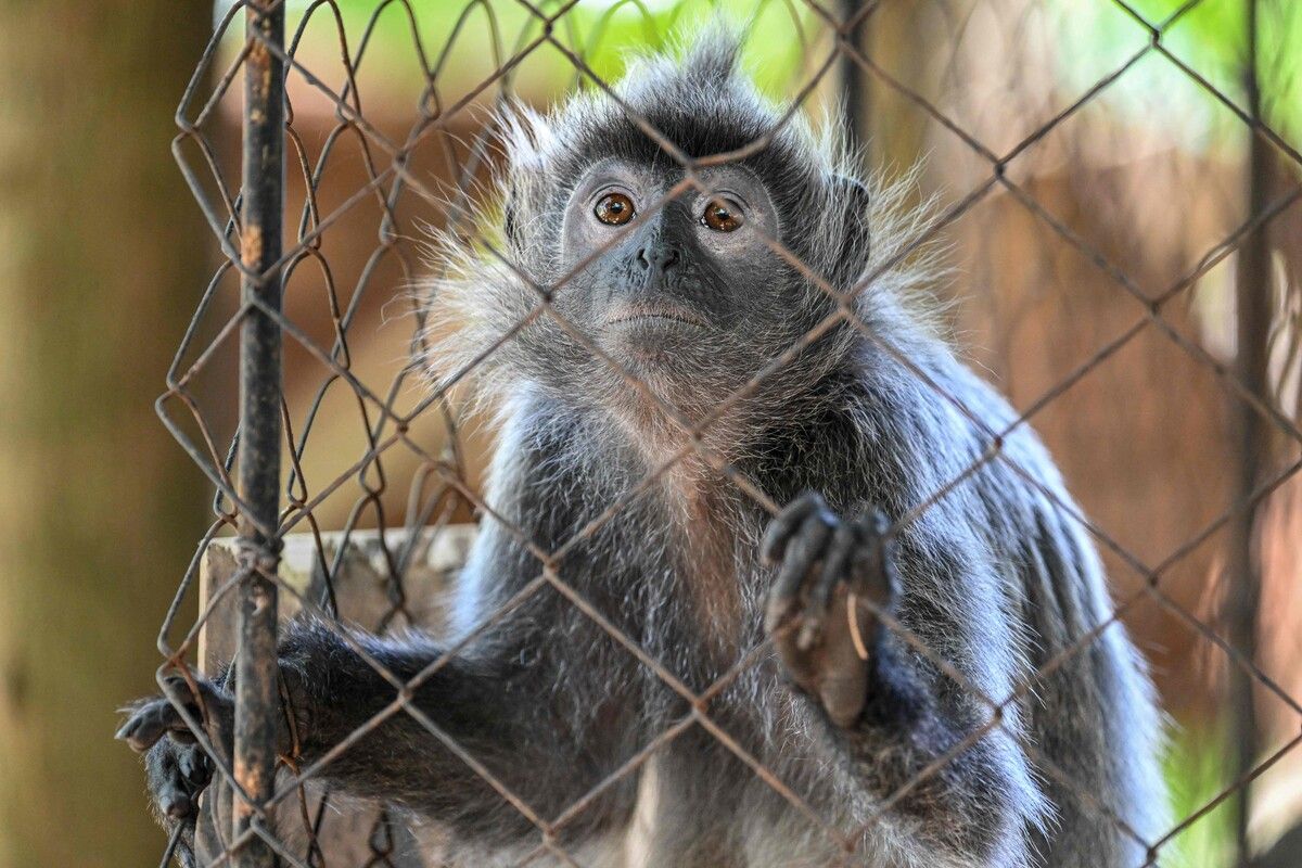 Die Welttierschutzgesellschaft schlägt Alarm wegen immer brutalerer Videos mit Tiermisshandlungen. ⇒afp
