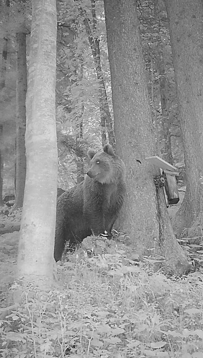 Eine Wildkamera nahm den Bären am Dienstag in Brand auf.⇒VLK