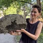 Wespen im Höhenflug