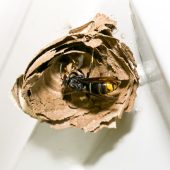 Asiatische Hornisse erreicht Vorarlberg