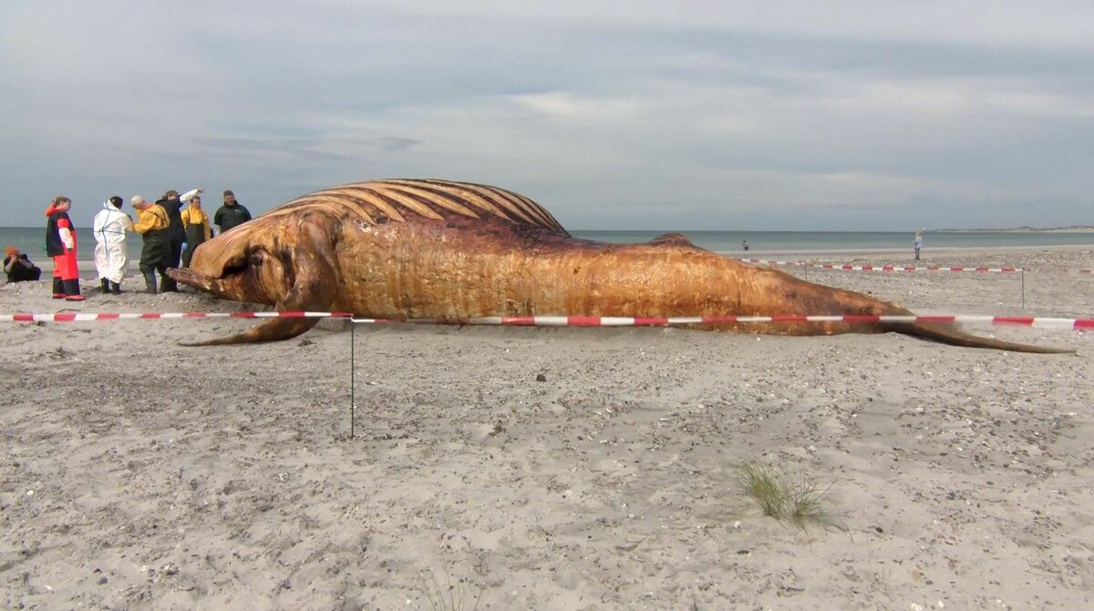 Experten untersuchten den am Strand der dänischen Insel Anholt angespülten Buckelwal.⇒afp