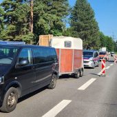 Plötzlich Kälber auf der Autobahn