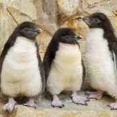 Viele kleine Pinguine