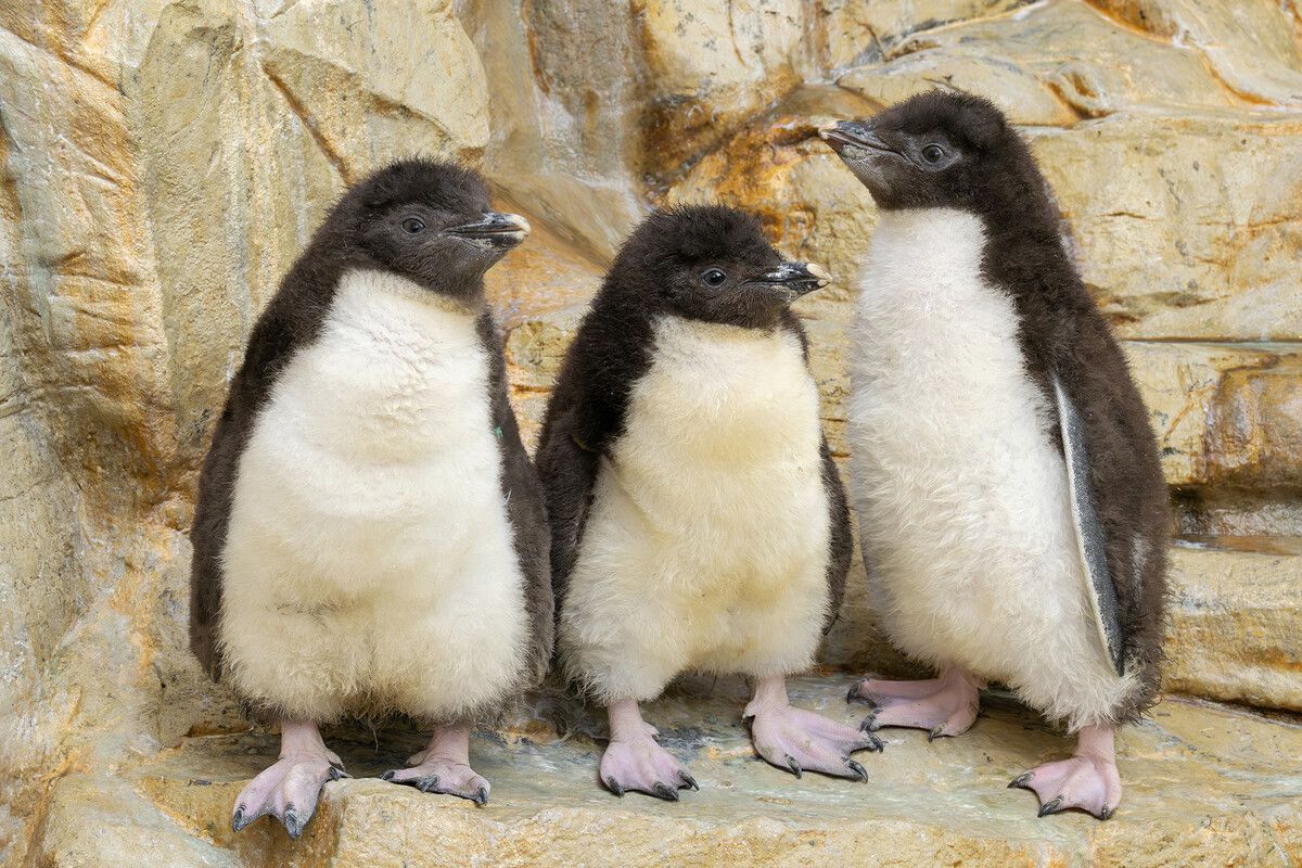 Viele kleine Pinguine