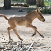 Kleiner Wildfang