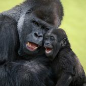 Der beste Gorillapapa