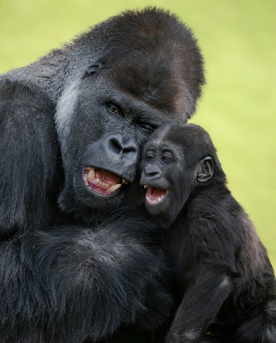 Der beste Gorillapapa
