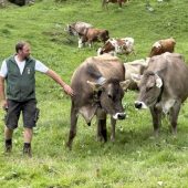Alphirte Martin Neuhauser betreut den Sommer über 90 Kühe. »A6