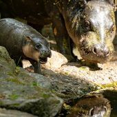 Hippo heißt „Brötchen“