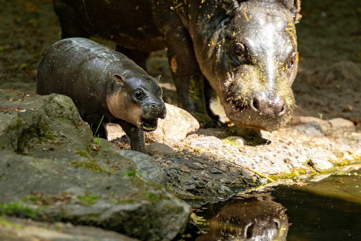 Hippo heißt "Brötchen"