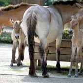 „Vincent“ und „Viggo“
