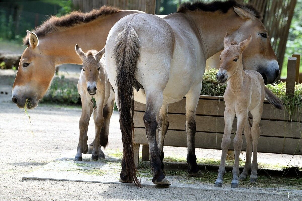 "Vincent" und "Viggo"
