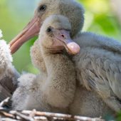 Flauschige Küken
