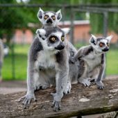 Kattas im Doppelpack