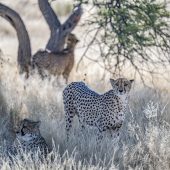 Safari mit Weitblick