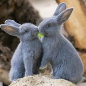 Blaue Kaninchen