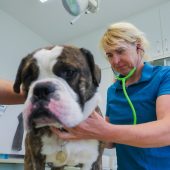 Verfrühte Hundstage für Louie