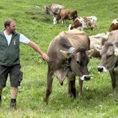 Alpsommer im Gauertal beginnt