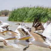 Vogelparadies im Flussdelta