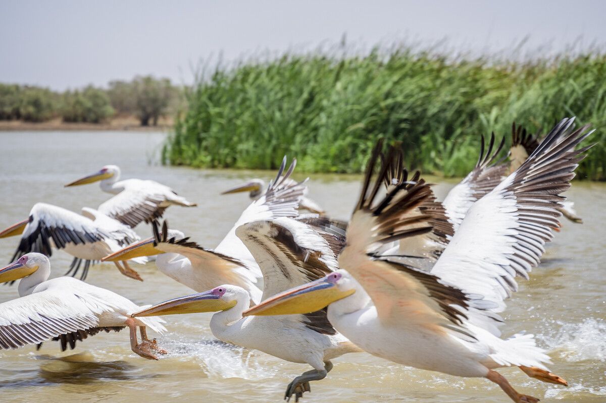 Im Nationalpark Djoudj sammeln sich Pelikane, Reiher und andere Zugvögel.⇒
