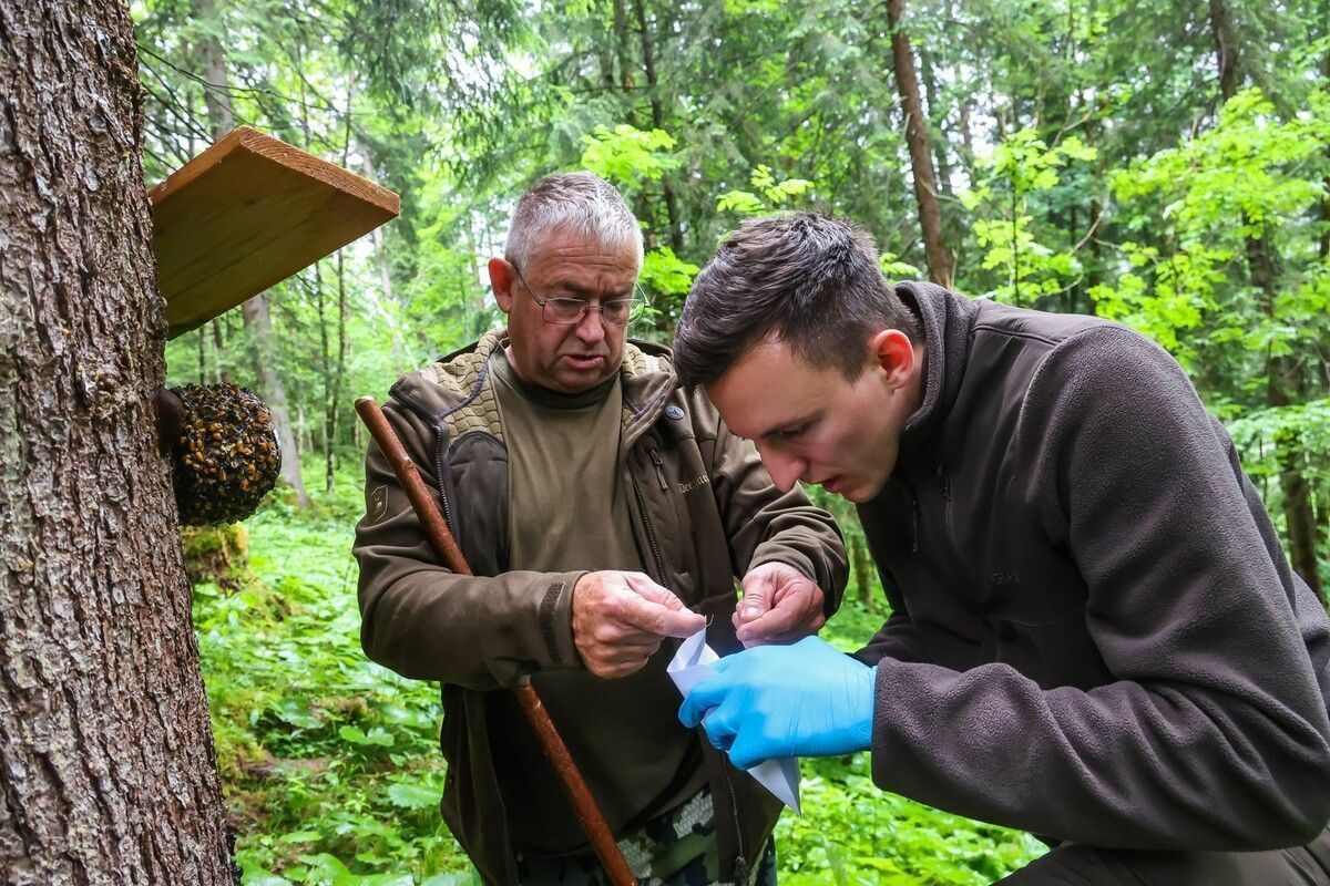 Jede, auch noch so kleine Spur, die vom Bären stammen könnte, wurde von den Experten im Wald gesammelt. ⇒VN/Steurer (3)