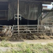 Tierquälerei-Vorwurf gegen Wolfurter Hof
