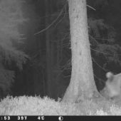 Braunbär erneut in Vorarlberg nachgewiesen