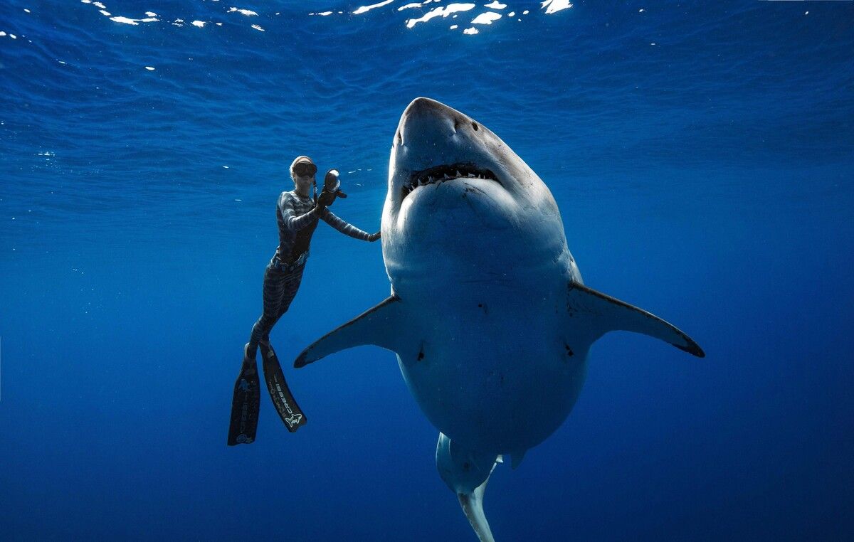 Weißer Hai vor Sizilien gefilmt. Symbolbild/JuanSharks/J. Oliphant, OneOceanDiving.Com