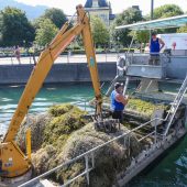 Mit neun Tonnen gegen das Seegras im Bodensee