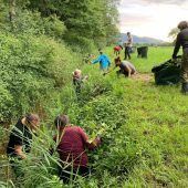 Kampf den invasiven Pflanzen im Ried