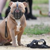 Einen Maulkorb für „Tyson“