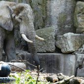 Graue ­Giganten in Schönbrunn