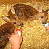 Die Bambi-Retter von Doren
