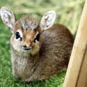 Kleines ­Dikdik
