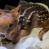 Kleines Pudu