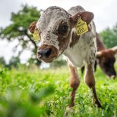 Kleine Sensation! Sancho ist das erste in Vorarlberg geborene Texas-Longhorn-Kalb. »A4