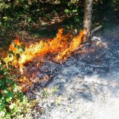 Waldbrand in Schnifis