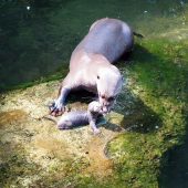 Kleines Otterbaby
