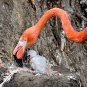 Flamingo-Nachwuchs