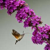 Exotische Blüten können Wanderfalter in den Tod locken. »A4