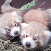 Panda-­Zwillinge