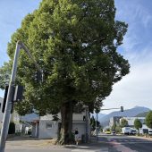 Lala, die Linde, steht noch