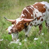 Ein kleiner Stier sorgt für große Freude