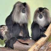 Nachwuchs bei ­seltener Primatenart
