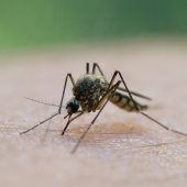 West-Nil-Virus auf dem Vormarsch