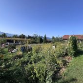 Zweiter Platz für Naturgarten mit seltenem Falter