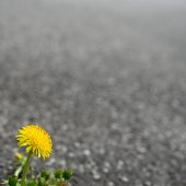 VCÖ fordert mehr Schutz vor Bodenversiegelung