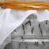 Flughafenmitarbeiter stirbt nach Malaria-Infektion