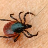 Zecken-Alarm: 20.000 Fälle von Borreliose pro Jahr in Österreich